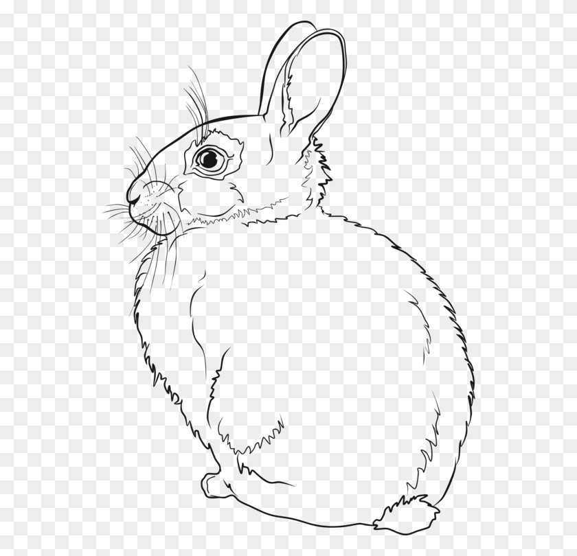 545x750 Hare Easter Bunny Rabbit Line Art Drawing Rabbit Line Art, Stencil, Animal, Mammal HD PNG Download