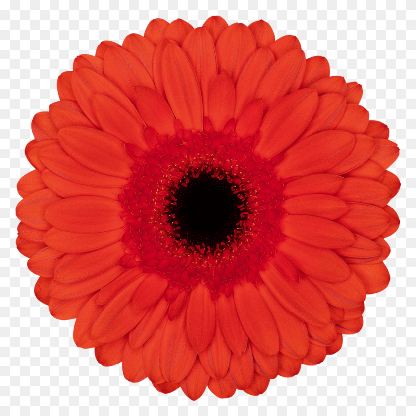 869x869 Png Харибо Красный Цветок Картинки, Растение, Цветок, Цветение Hd Png Скачать