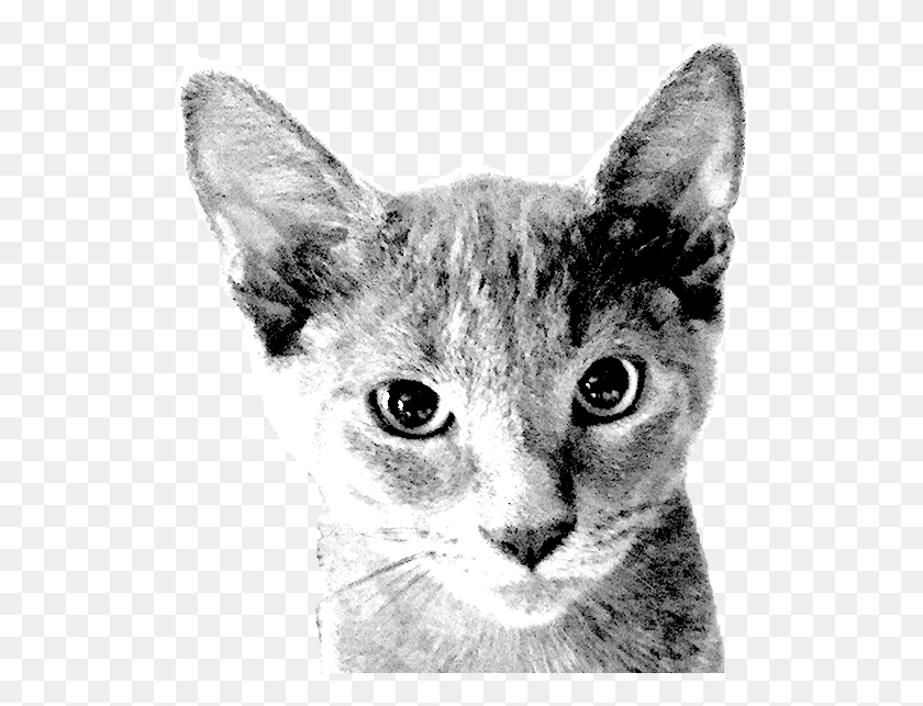 525x583 Harley Before Halftone Domestic Short Haired Cat, Abyssinian, Pet, Mammal HD PNG Download