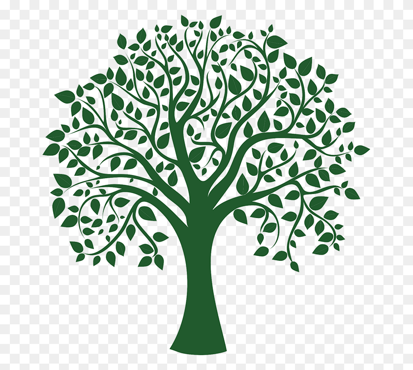 667x693 Harrina Consulting Family Tree Vector, Plant, Vegetable, Food HD PNG Download