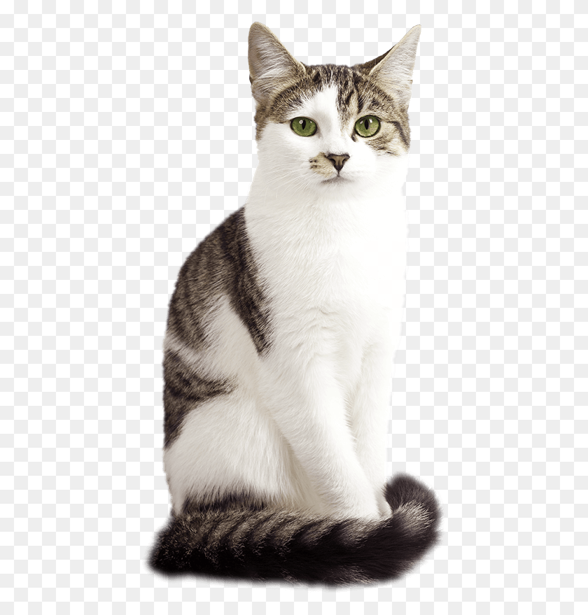 438x819 Кошка Харрингтон Американская Жесткошерстная Кошка, Домашнее Животное, Млекопитающее, Животное Hd Png Скачать