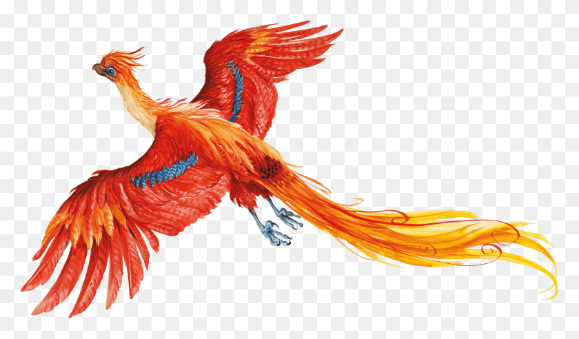 1500x832 Harry Potter No Background Harry Potter Phoenix, Bird, Animal, Chicken HD PNG Download
