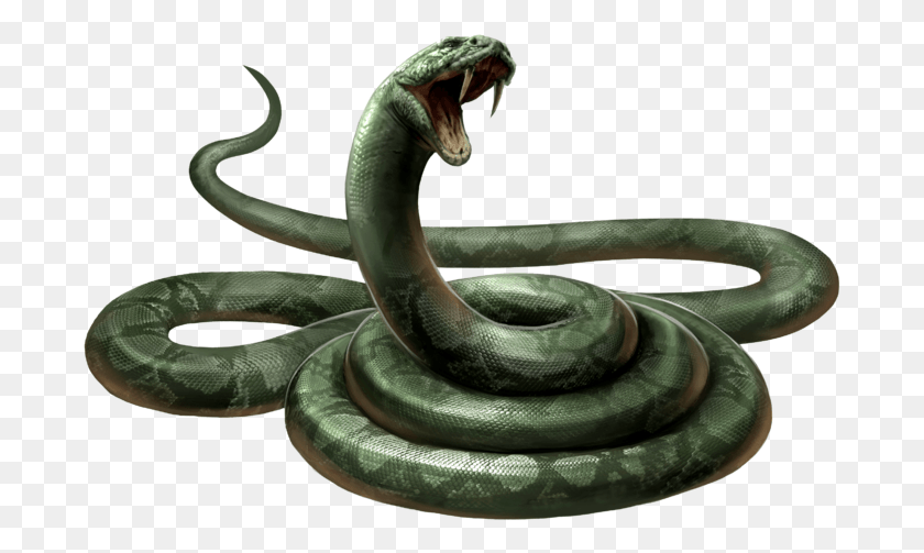 689x443 Harry Potter Slytherin House And Lord Harry Potter Snake, Reptile, Animal, Cobra HD PNG Download