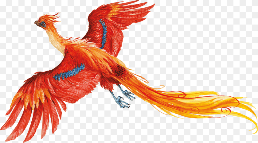 1500x832 Harry Potter Download, Animal, Bird, Chicken, Fowl Transparent PNG