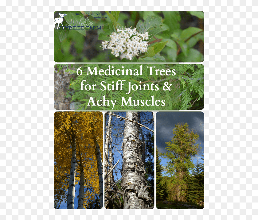 500x657 Harvest Bark By Cutting A Branch From The Tree And Medicinal Trees Names, Plant, Conifer, Birch HD PNG Download