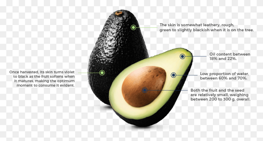 822x413 Hass Avocado The Fruit Of Our Land Avocado, Plant, Food, Fish HD PNG Download