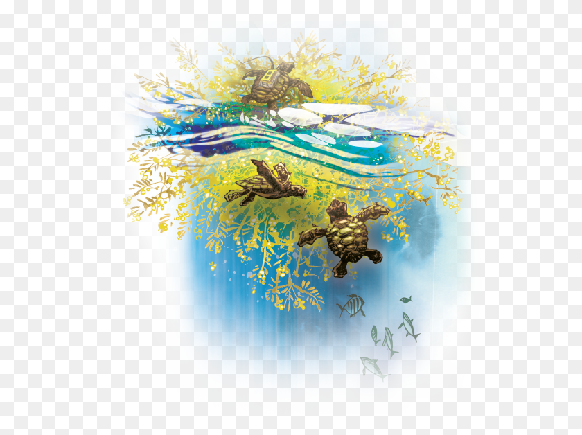 569x568 Hatchling Loggerhead Turtles That Find Refuge In Floating Turtles Floating In Seaweed, Graphics, Floral Design HD PNG Download
