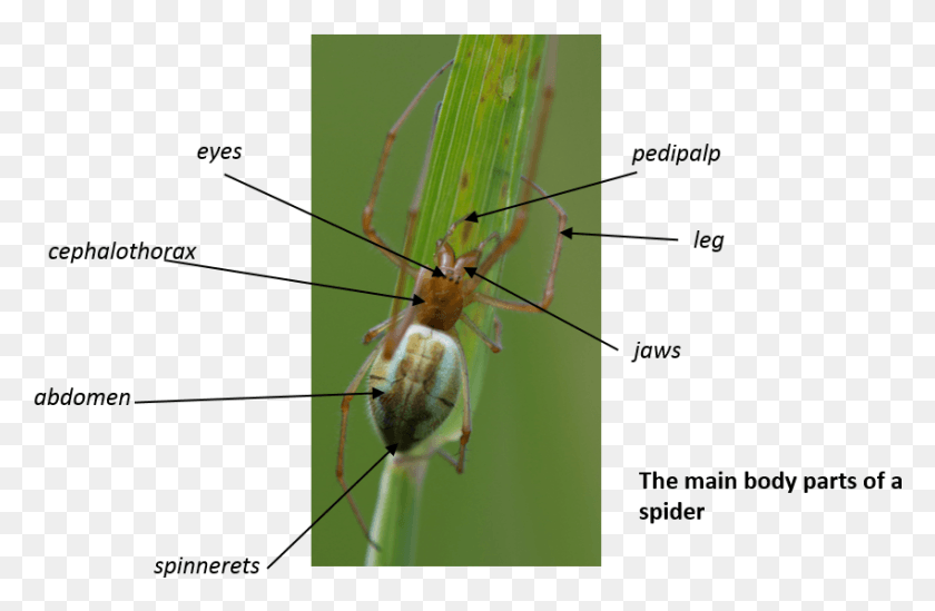 850x533 Have A Look Around Your House Or In The Garden Or Cricket, Spider, Invertebrate, Animal HD PNG Download
