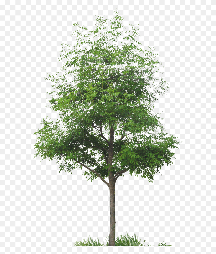 583x927 Have Discovered Japanese Culture Arbre Dtour, Tree, Plant, Maple HD PNG Download