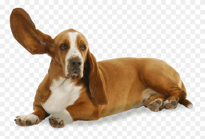 763x513 Have You Heard, Dog, Pet, Canine HD PNG Download