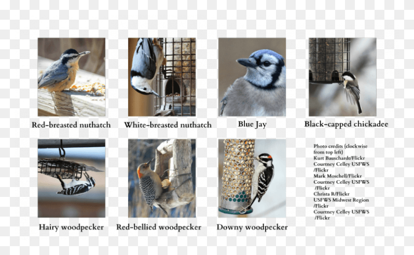 800x470 Have You Seen These Guys Blue Jay, Bird, Animal, Blue Jay HD PNG Download