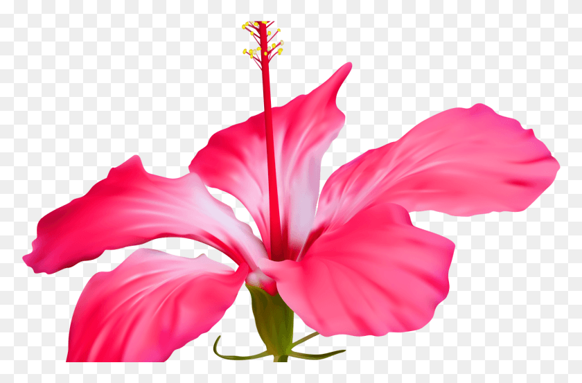 1353x856 Гавайский Цветок Бесплатно На Mbtskoudsalg Клипарт Лепесток Цветка, Растение, Гибискус, Цветение Hd Png Скачать