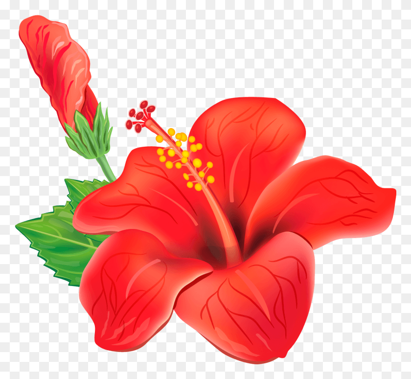 1237x1134 Гавайские Цветы Флор-Дель-Фестиваль Валленато, Растение, Гибискус, Цветок Png Скачать