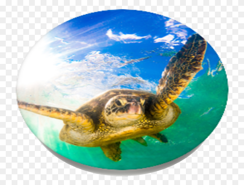 736x577 Hawaiian Sea Turtle Popsockets Green Sea Turtle, Turtle, Reptile, Sea Life HD PNG Download
