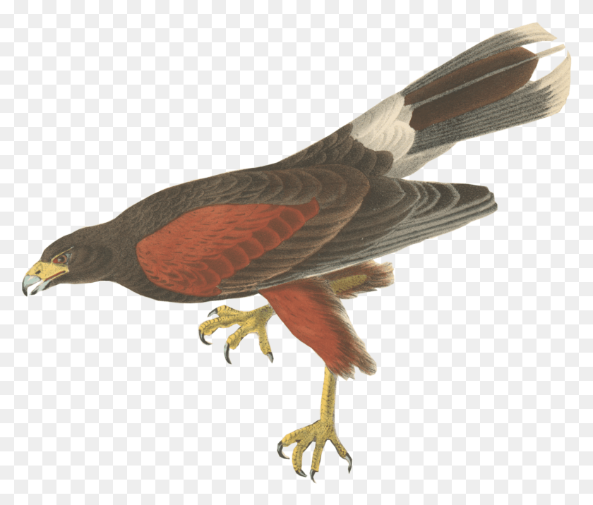 1577x1328 Hawk, Bird, Animal, Beak HD PNG Download