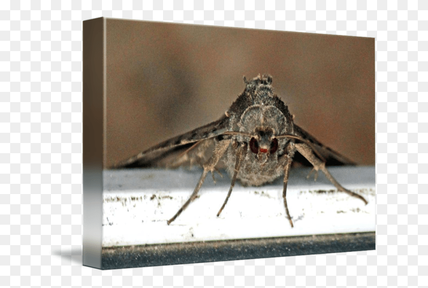650x504 Hawk By Gordon Longmead Hawk Moth Face, Insect, Invertebrate, Animal HD PNG Download