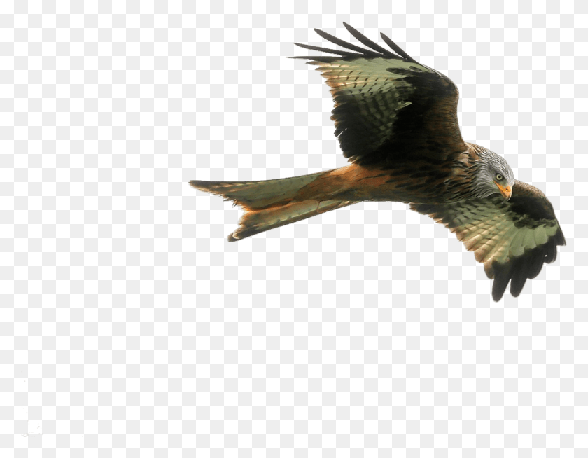 1405x1070 Hawk Falcon Free, Bird, Animal, Kite Bird HD PNG Download