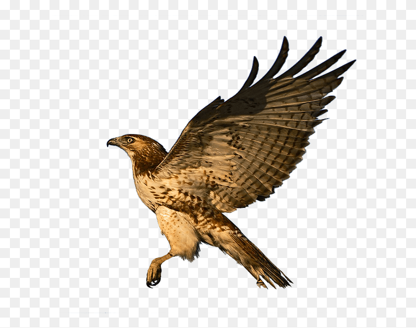 630x601 Hawk Flight Raptor Bird Of Prey Fly Feather Red Tailed Hawk, Animal, Buzzard, Accipiter HD PNG Download