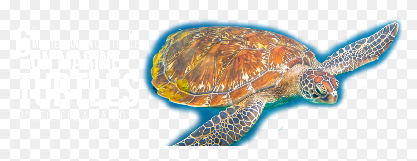 1250x425 Морская Черепаха Hawksbill, Черепаха, Рептилия, Морская Жизнь Hd Png Скачать