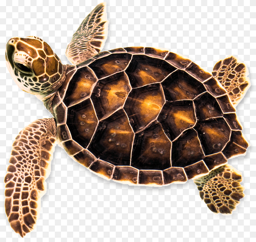 Hawksbill Sea Turtle, Animal, Reptile, Sea Life, Sea Turtle Sticker PNG