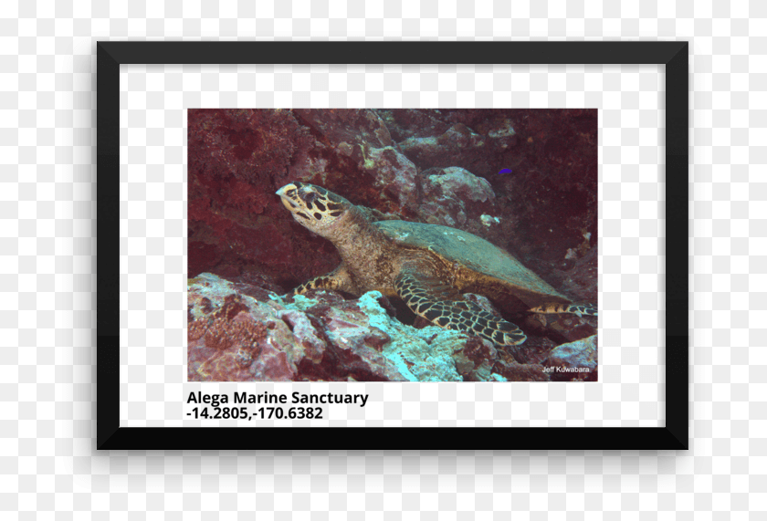 711x511 Hawksbill Sea Turtle In Alega Marine Sanctuary Framed Underwater, Turtle, Reptile, Sea Life HD PNG Download