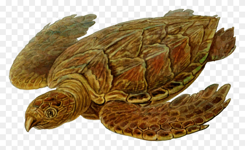 1286x750 Hawksbill Sea Turtle Reptile Prehistory Computer Icons Prehistoric Sea Turtle Art, Turtle, Sea Life, Animal HD PNG Download