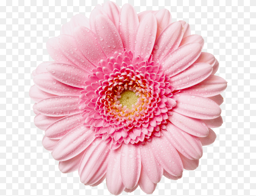 Hd Flowers High Pink Daisy Flower, Dahlia, Petal, Plant, Rose Sticker PNG