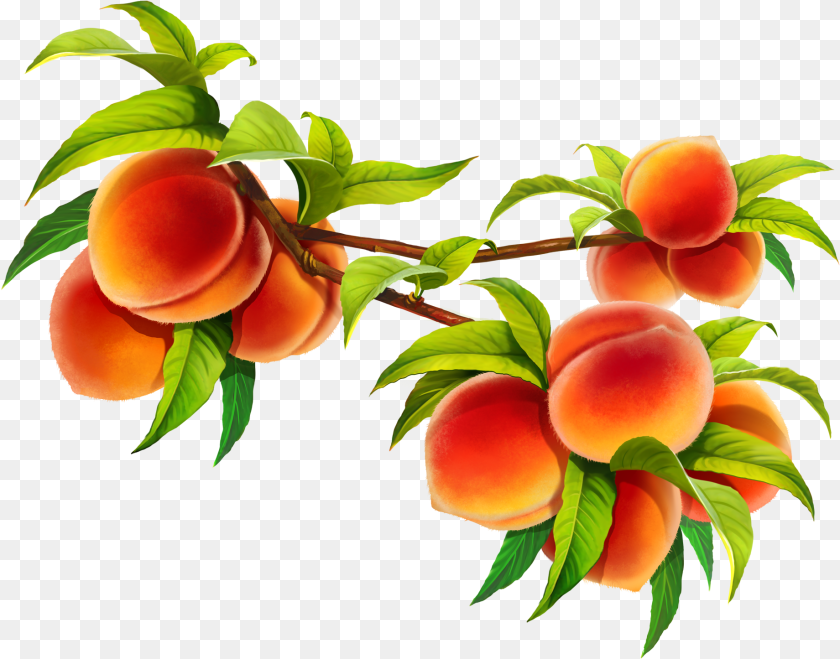 1841x1445 Hd Peach Fruit Image Peach Branch, Food, Plant, Produce Transparent PNG