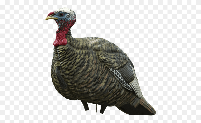 466x454 He Can Pair This Jake With A Hen Or Use It By Itself Avian X Turkey Decoys, Bird, Animal, Turkey Bird HD PNG Download