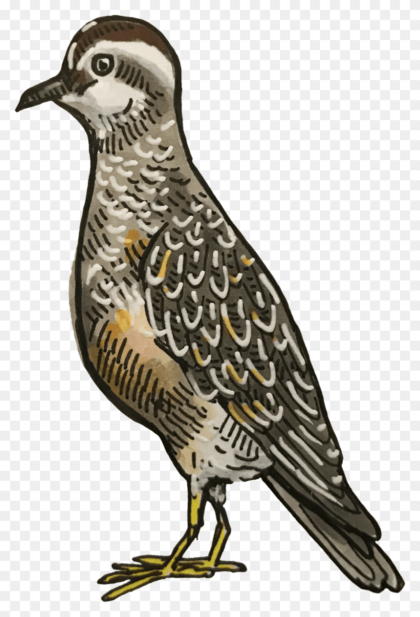 798x1200 He Had Marginal Success Reigning On And Off In Periods Lark, Quail, Bird, Animal HD PNG Download