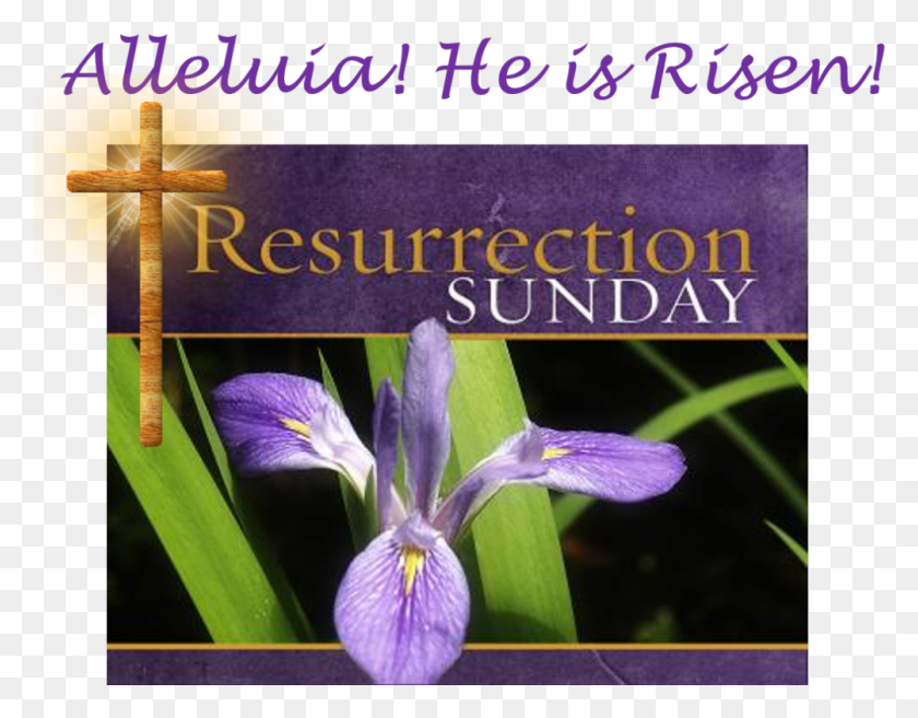 1003x768 He Is Not Here Happy Resurrection Sunday, Purple, Iris, Flower HD PNG Download