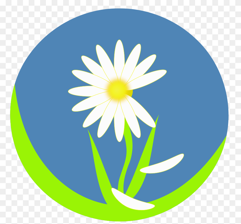 800x783 He Loves Me, Daisy, Flower, Plant, Astronomy Transparent PNG