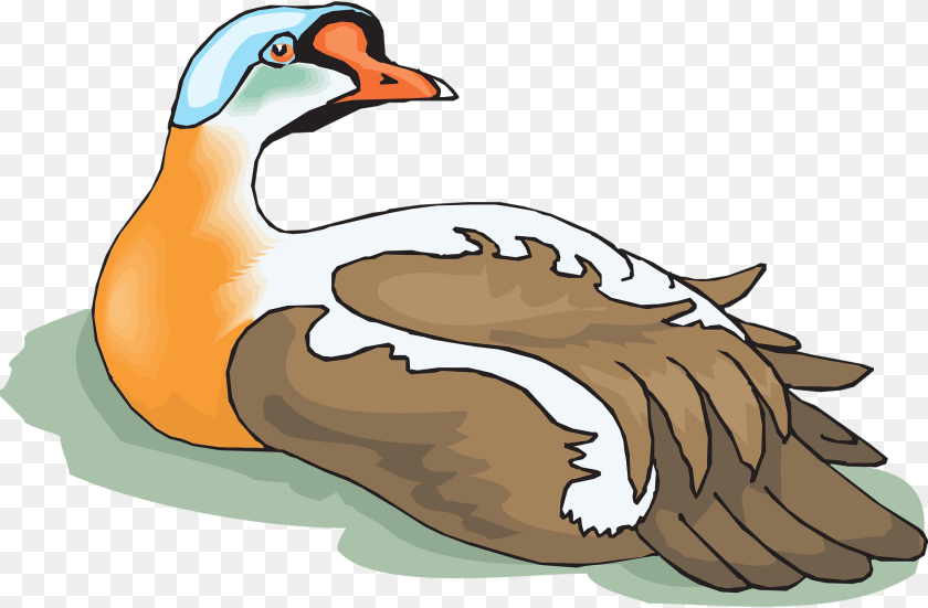 1920x1259 Head Animal, Waterfowl, Bird, Anseriformes Clipart PNG