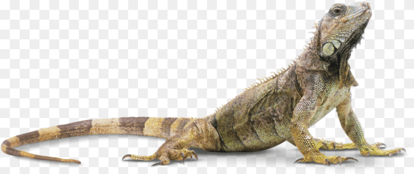 950x400 Head Clipart Iguana Reptile, Animal, Lizard PNG
