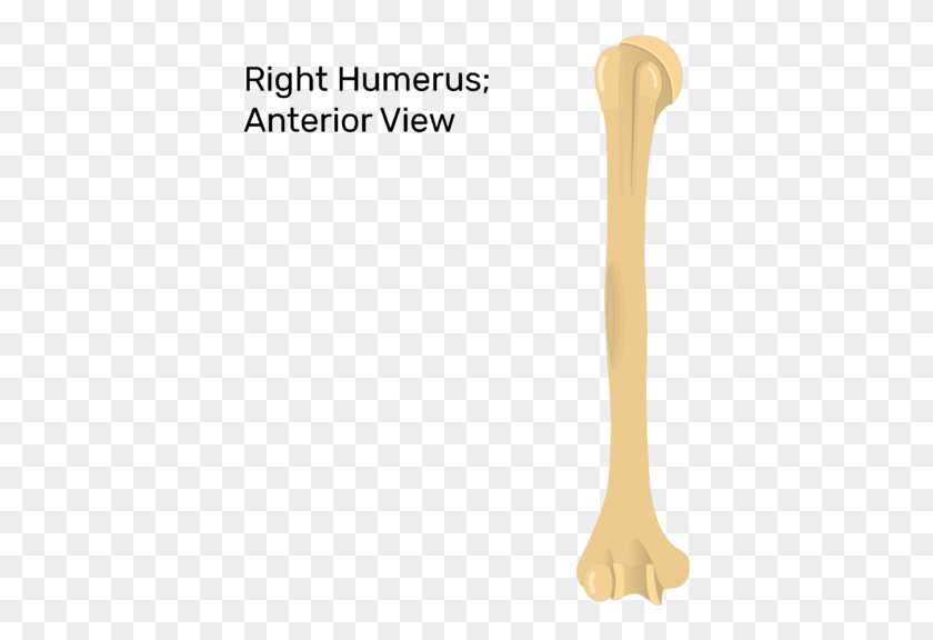 403x516 Head Of Humerus Humerus Bone, Cutlery, Fork, Spoon HD PNG Download