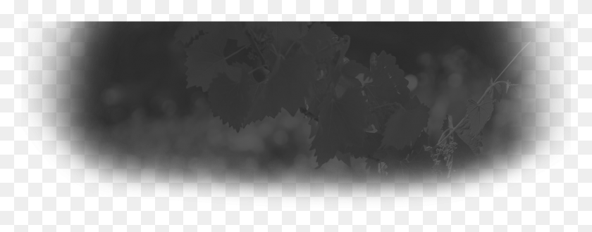 1681x584 Header Background Monochrome, Leaf, Plant, Tree HD PNG Download