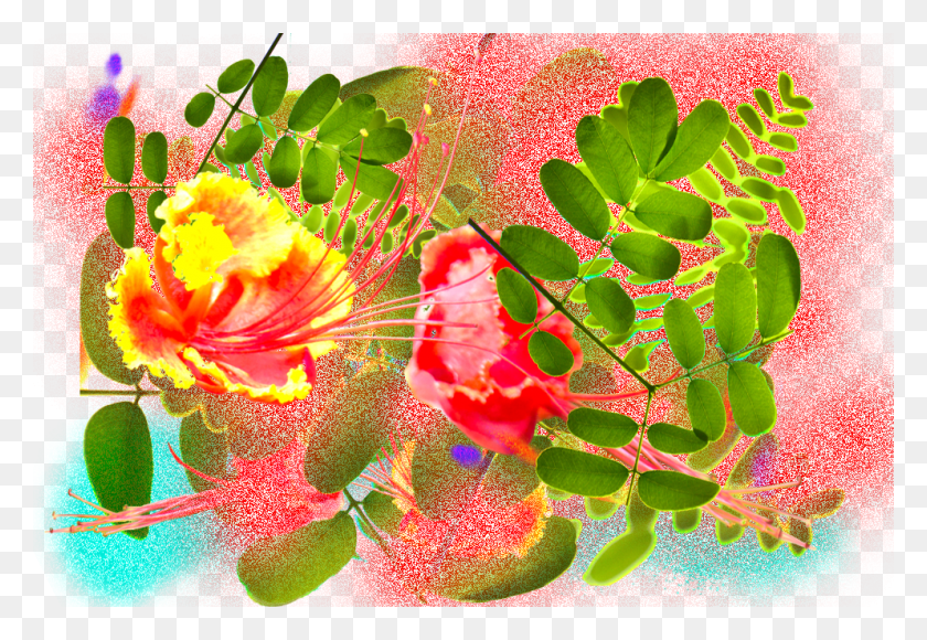 993x662 Header Caesalpinia, Leaf, Plant, Veins HD PNG Download
