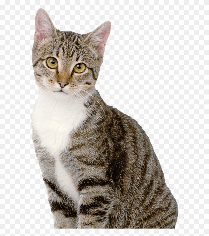 600x889 Health Monitoring Cat Litter Tabby Cat White Background, Abyssinian, Pet, Mammal HD PNG Download