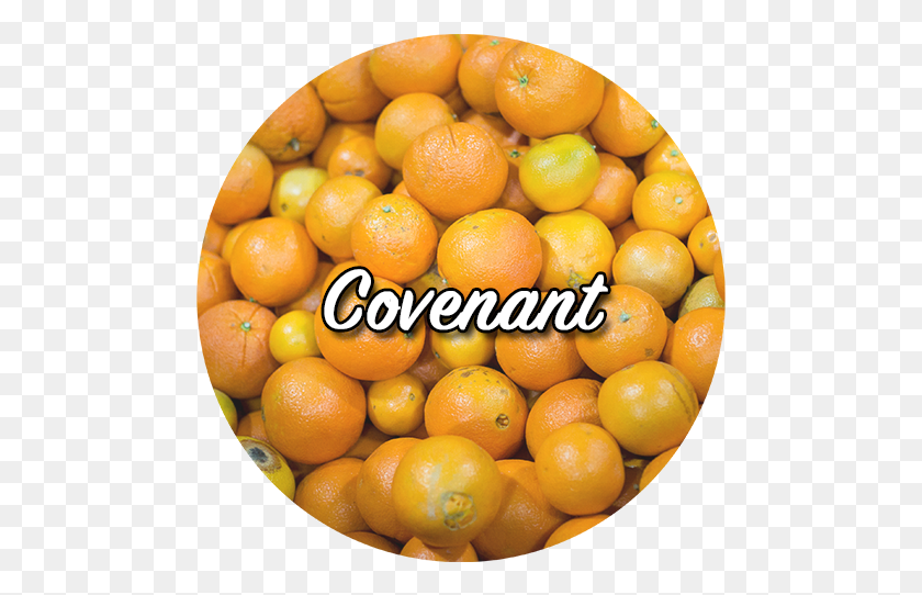 483x482 Healthy Recipes Blood Orange, Citrus Fruit, Fruit, Plant HD PNG Download