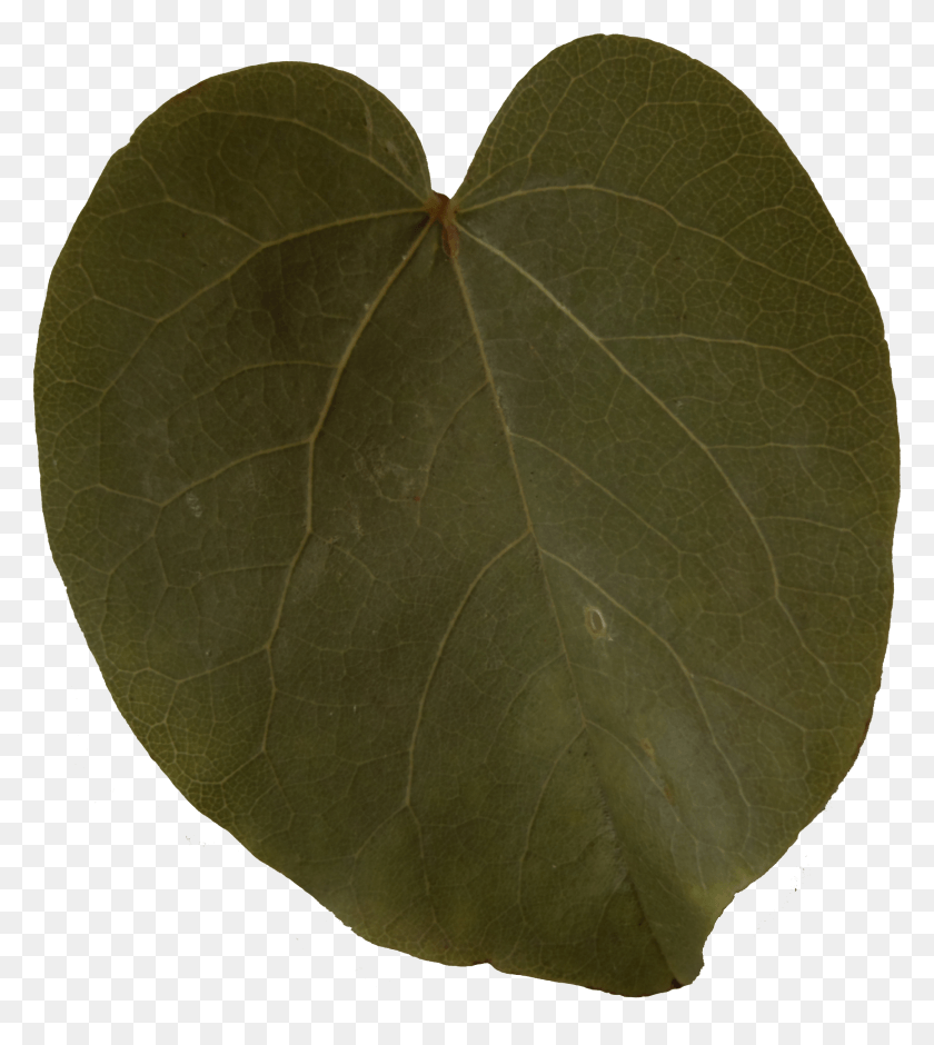2173x2454 Heart, Leaf, Plant, Tennis Ball HD PNG Download