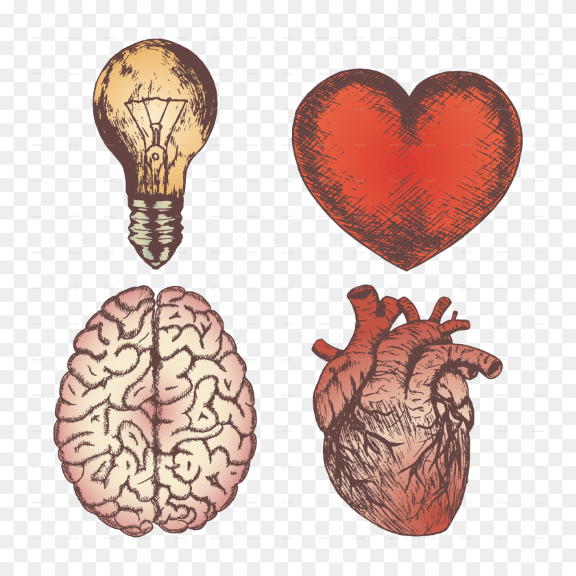 Heart Brain Bulb Sketch Set Human Heart And Brain, Light, Plant, Grain HD PNG Download