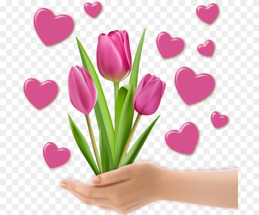 703x696 Heart Hands Tulip, Flower, Plant, Petal Transparent PNG