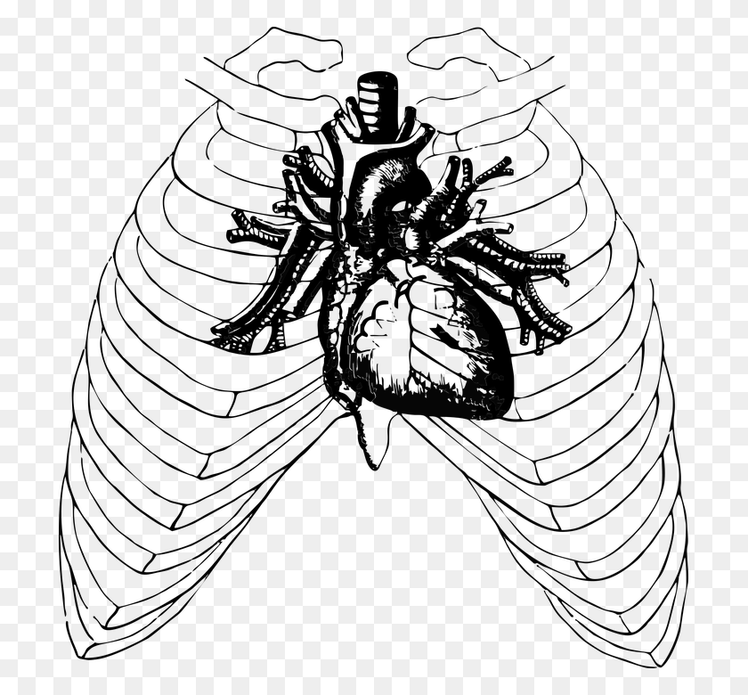 707x720 Сердце Анатомия Человека Здоровье Хэллоуин Ребра Сердце I Ребра, На Открытом Воздухе, Природа, Астрономия Hd Png Скачать