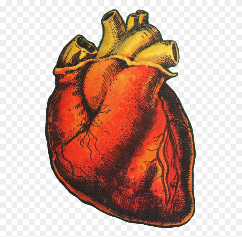 529x762 Descargar Png Corazón Órgano Corazón Humano Arte Dibujo Amor Estética Loteria Corazón, Animal, Tatuaje, Piel Hd Png