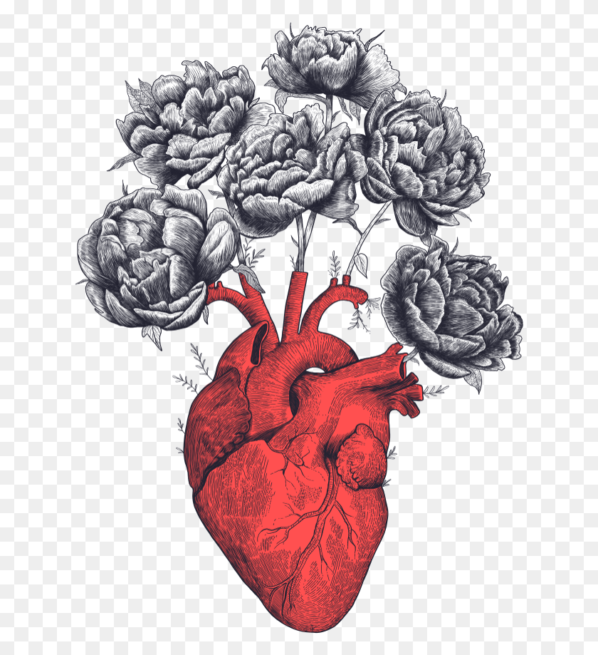 631x859 Heart With Peonies Anatomical Heart Pencil Drawings Drawing, Graphics, Nature HD PNG Download