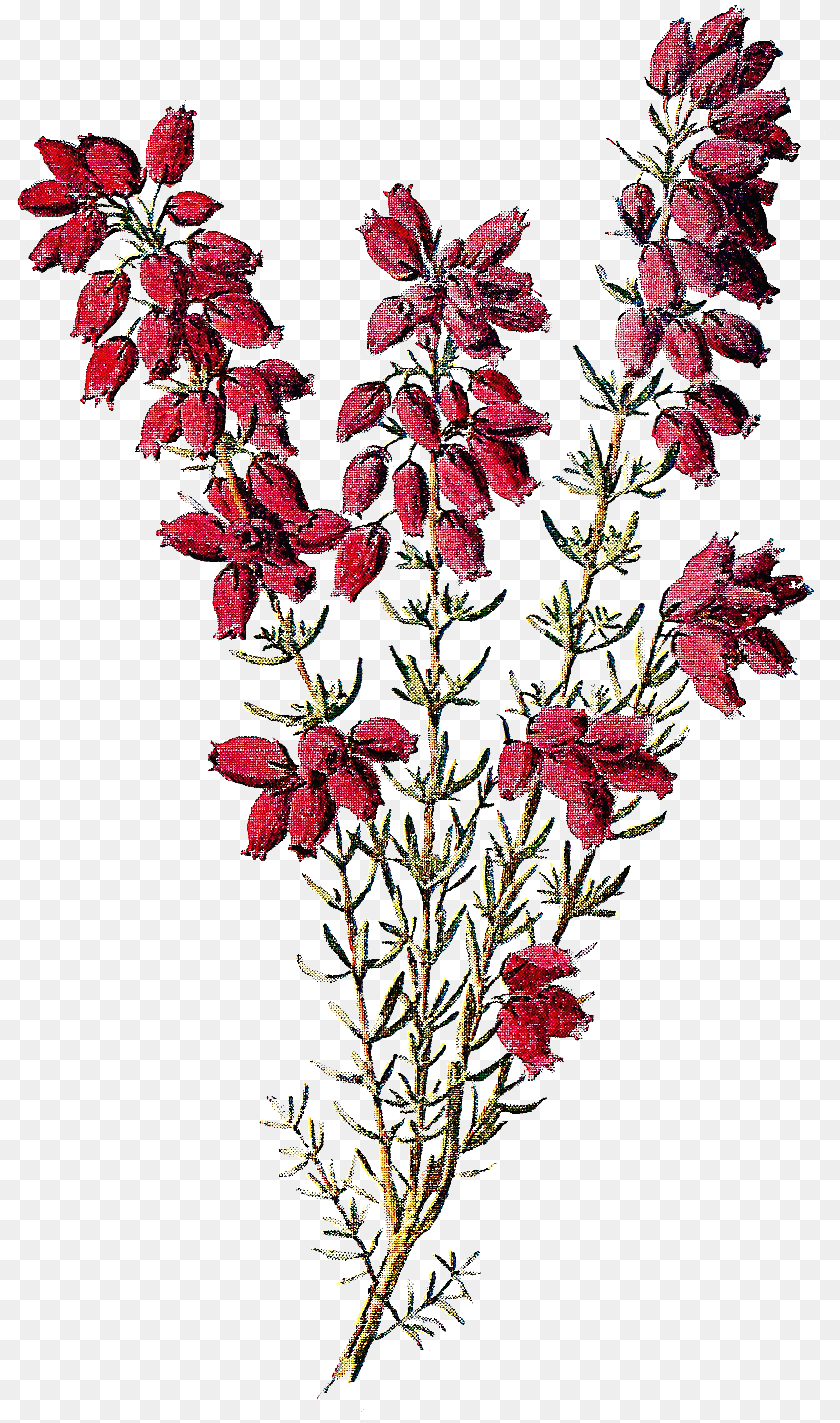 810x1423 Heather Flower Clipart, Pattern, Plant, Embroidery, Grass PNG