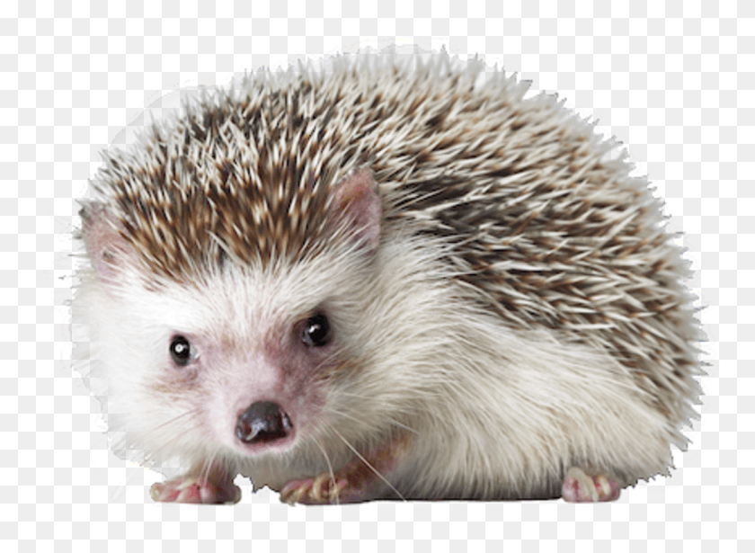 1091x777 Hedgehog, Mammal, Animal, Rat HD PNG Download