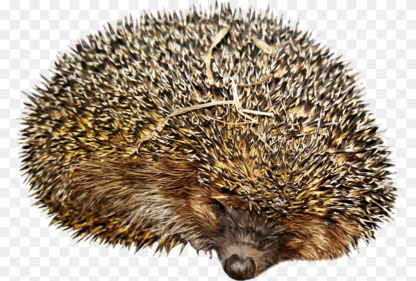 783x569 Hedgehog, Animal, Mammal, Fish, Sea Life Transparent PNG