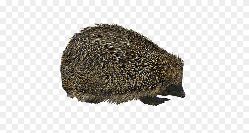 600x450 Hedgehog, Animal, Mammal, Rat, Rodent Clipart PNG