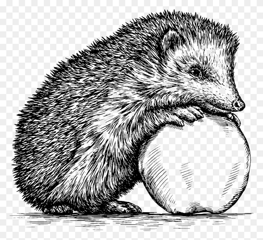 885x802 Hedgehog Drawing Royalty Free Dibujos Hechos A Mano De Animales, Gray, World Of Warcraft HD PNG Download